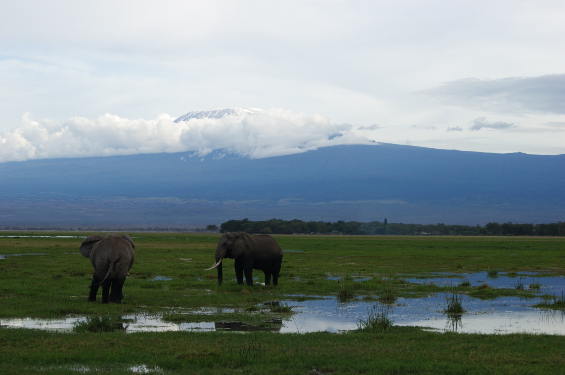 Elephants in Amboseli National Park beneath snow-capped Mount Kilimanjaro